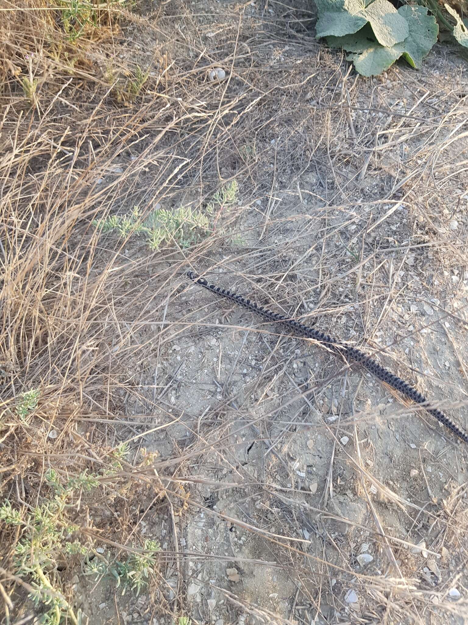 Image of East-Four-lined Ratsnake