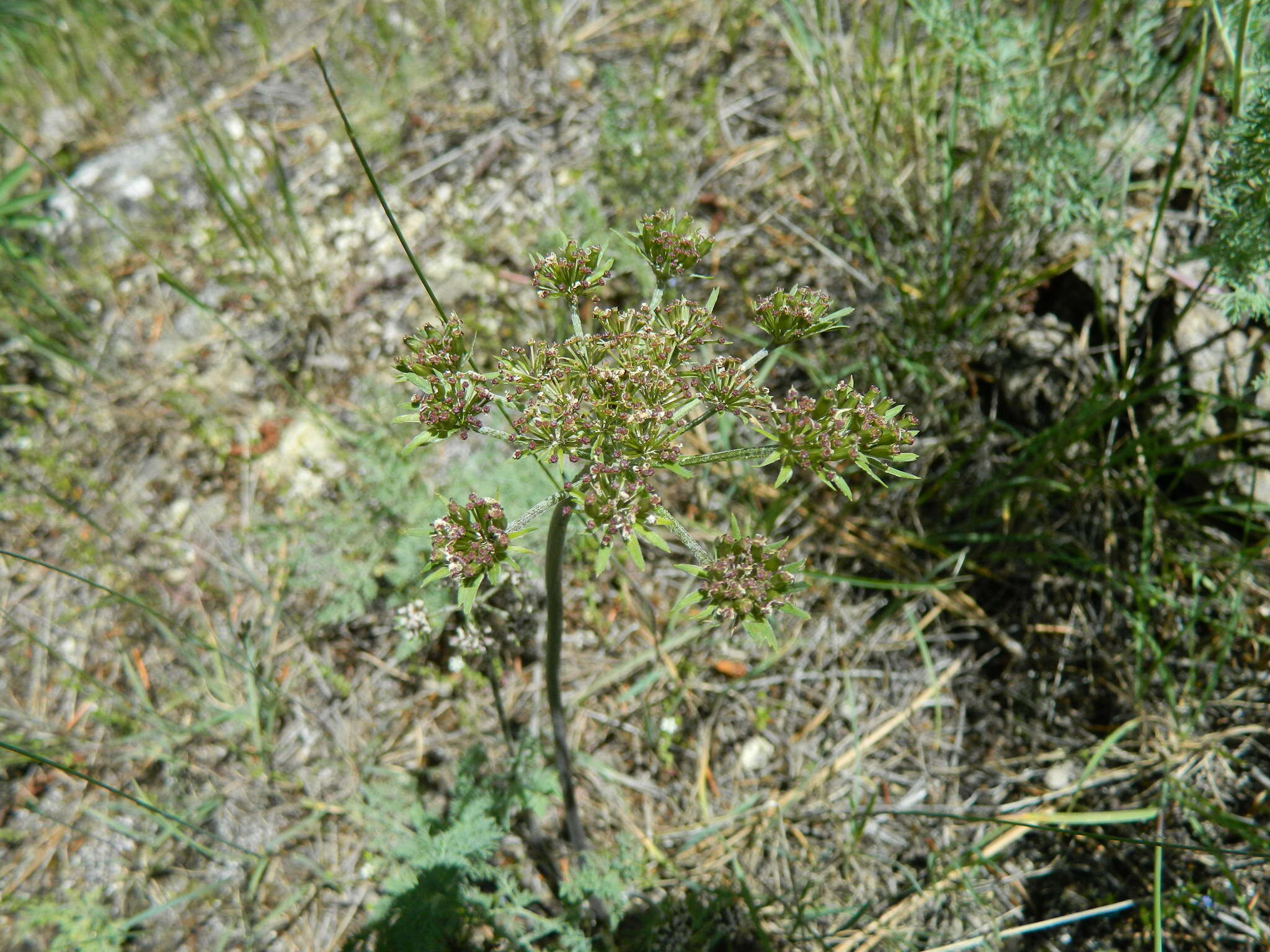 Image of bigseed biscuitroot