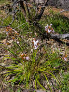 Image of Stylidium affine Sonder