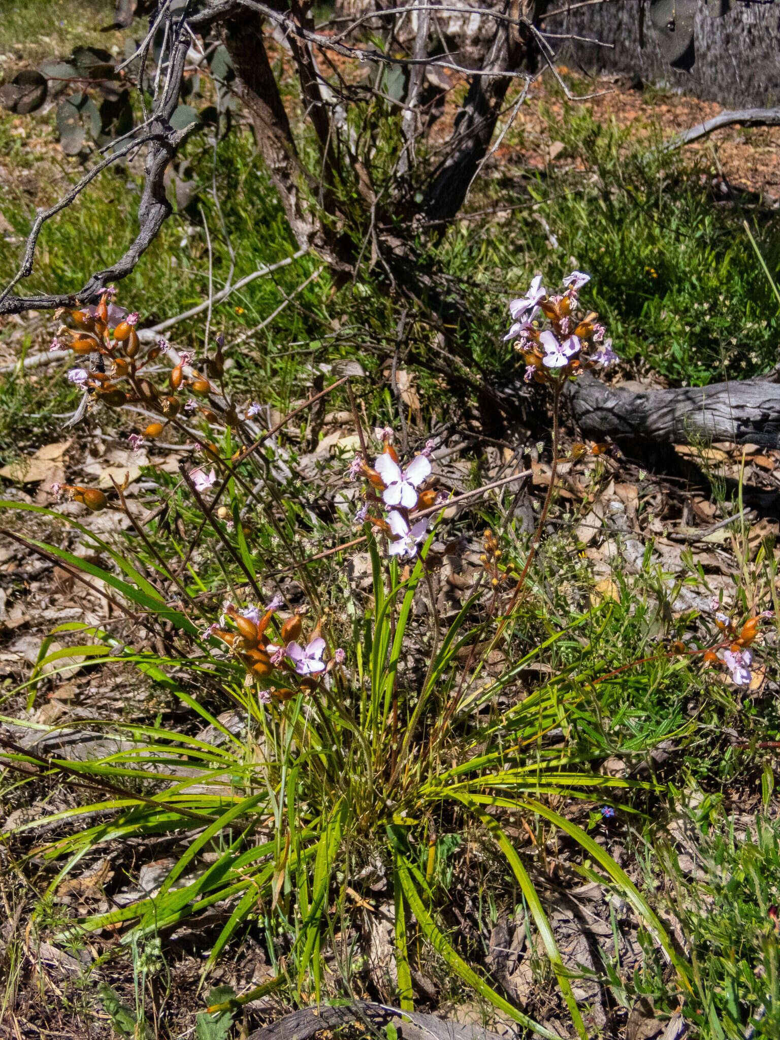 Image of Stylidium affine Sonder