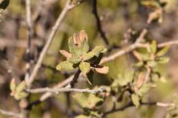 Imagem de Quercus intricata Trel.