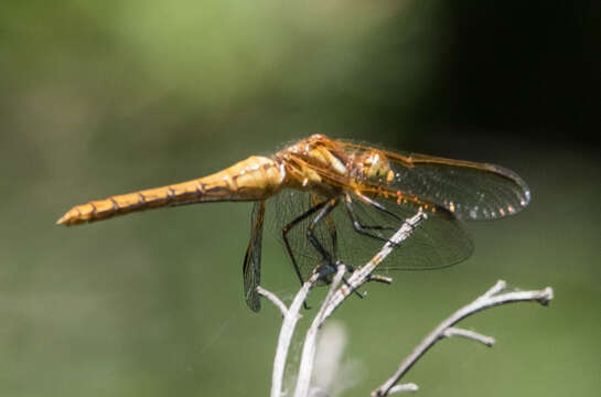 Image of Red-veined Meadowhawk