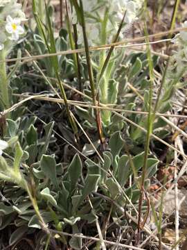 Plancia ëd Oreocarya humilis (A. Gray) Greene