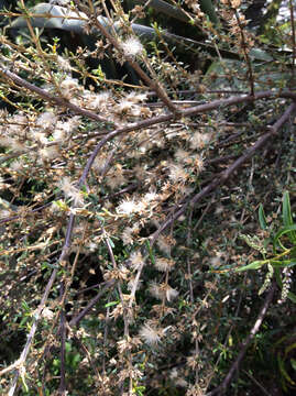 Image of Olearia solandri (Hook. fil.) Hook. fil.