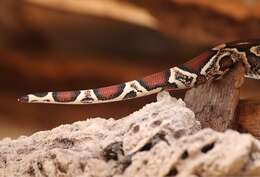 Image of Columbian Red Tail Boa