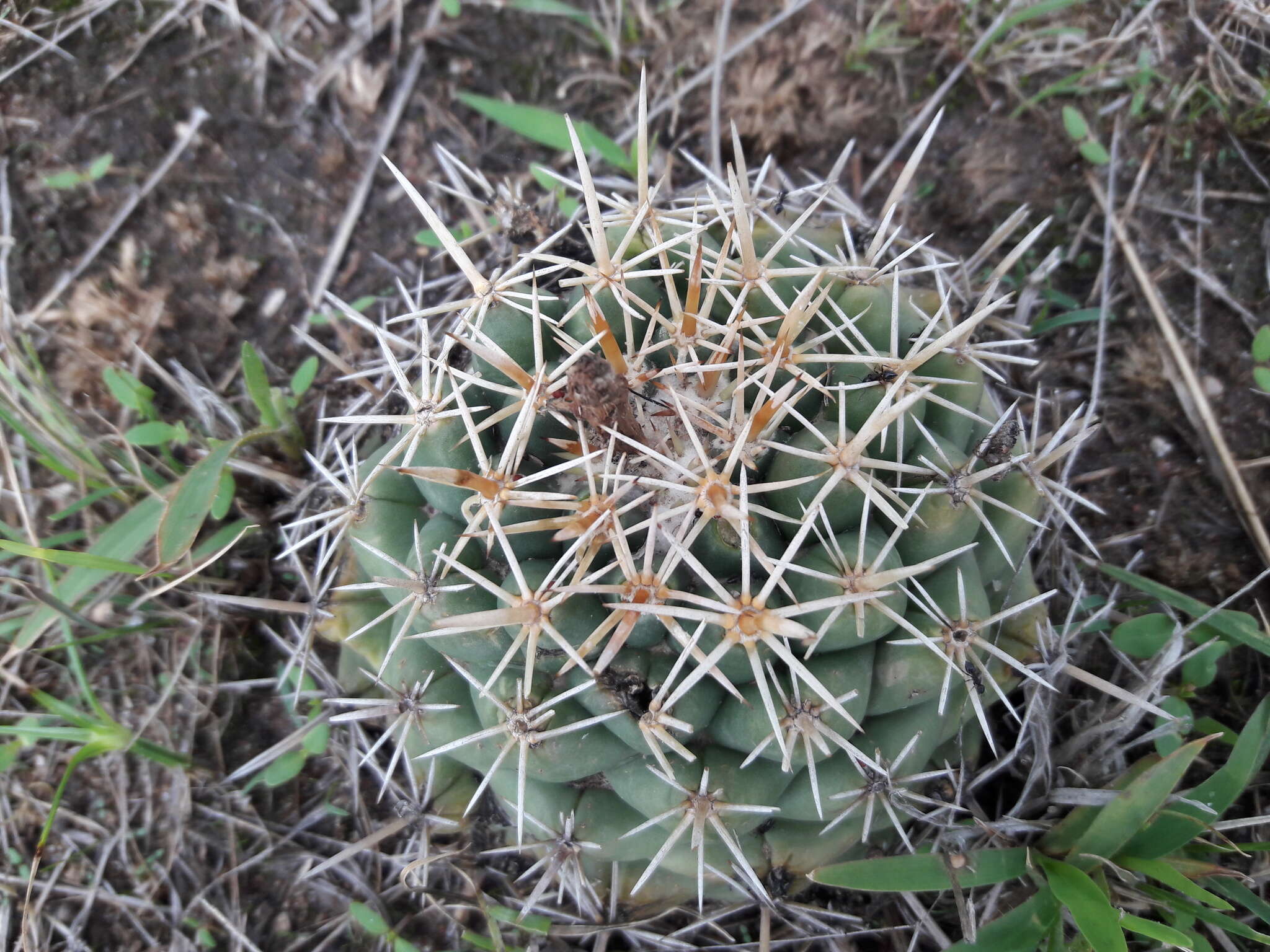 Imagem de Coryphantha ottonis (Pfeiff.) Lem.