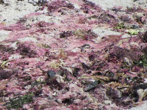 Image of Red alga