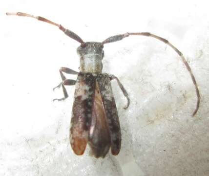 Image of Eunidia spilotoides Breuning 1939