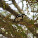 صورة Batis senegalensis (Linnaeus 1766)