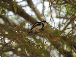 Batis senegalensis (Linnaeus 1766)的圖片