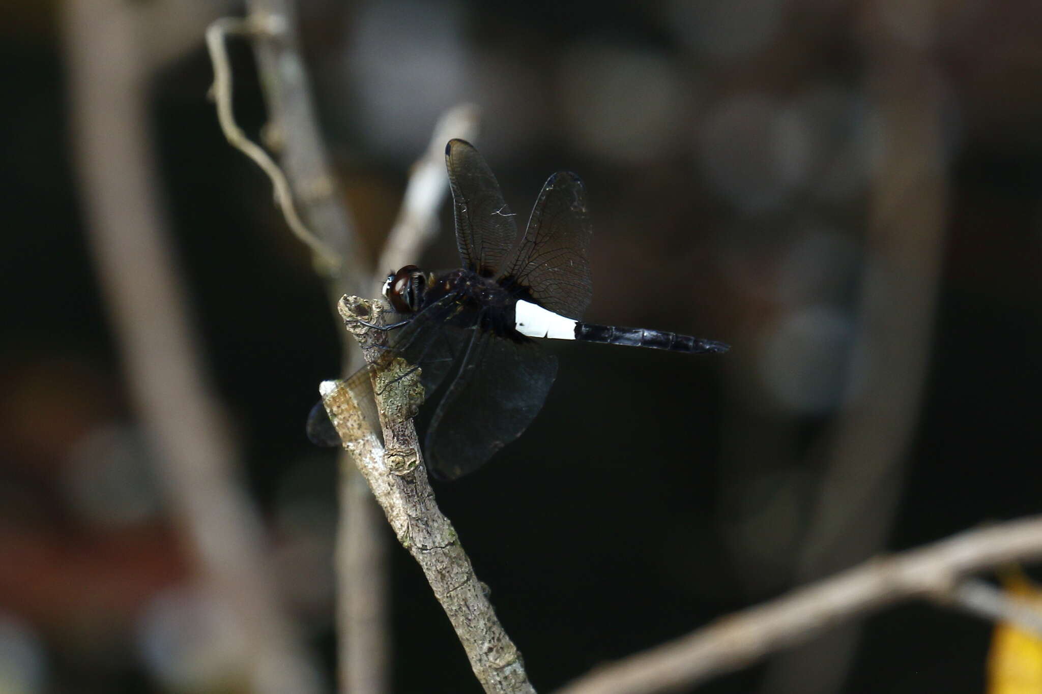 Pseudothemis zonata (Burmeister 1839) resmi