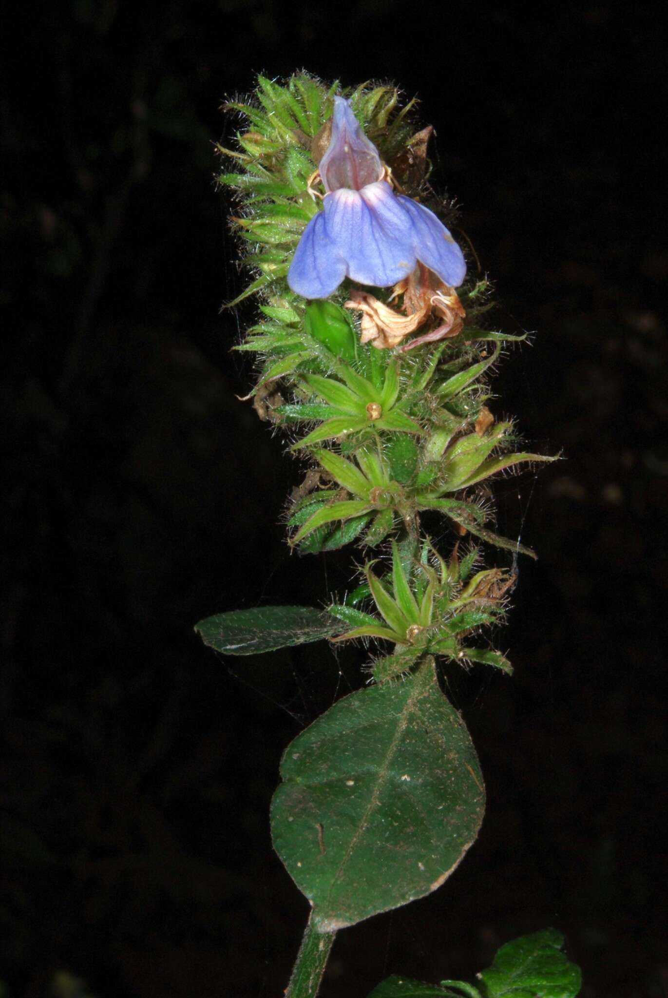 Image of Justicia petiolaris subsp. petiolaris