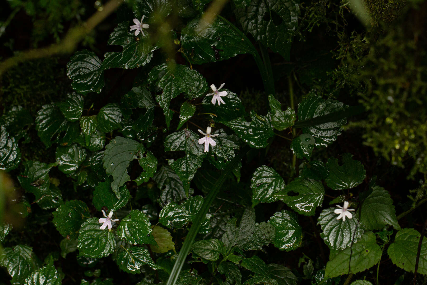 Image of Impatiens bequaertii De Wild.