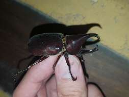 Слика од <i>Xylotrupes <i>lorquini</i></i> lorquini