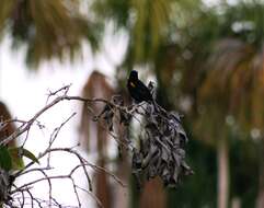 Image of Epaulet Oriole