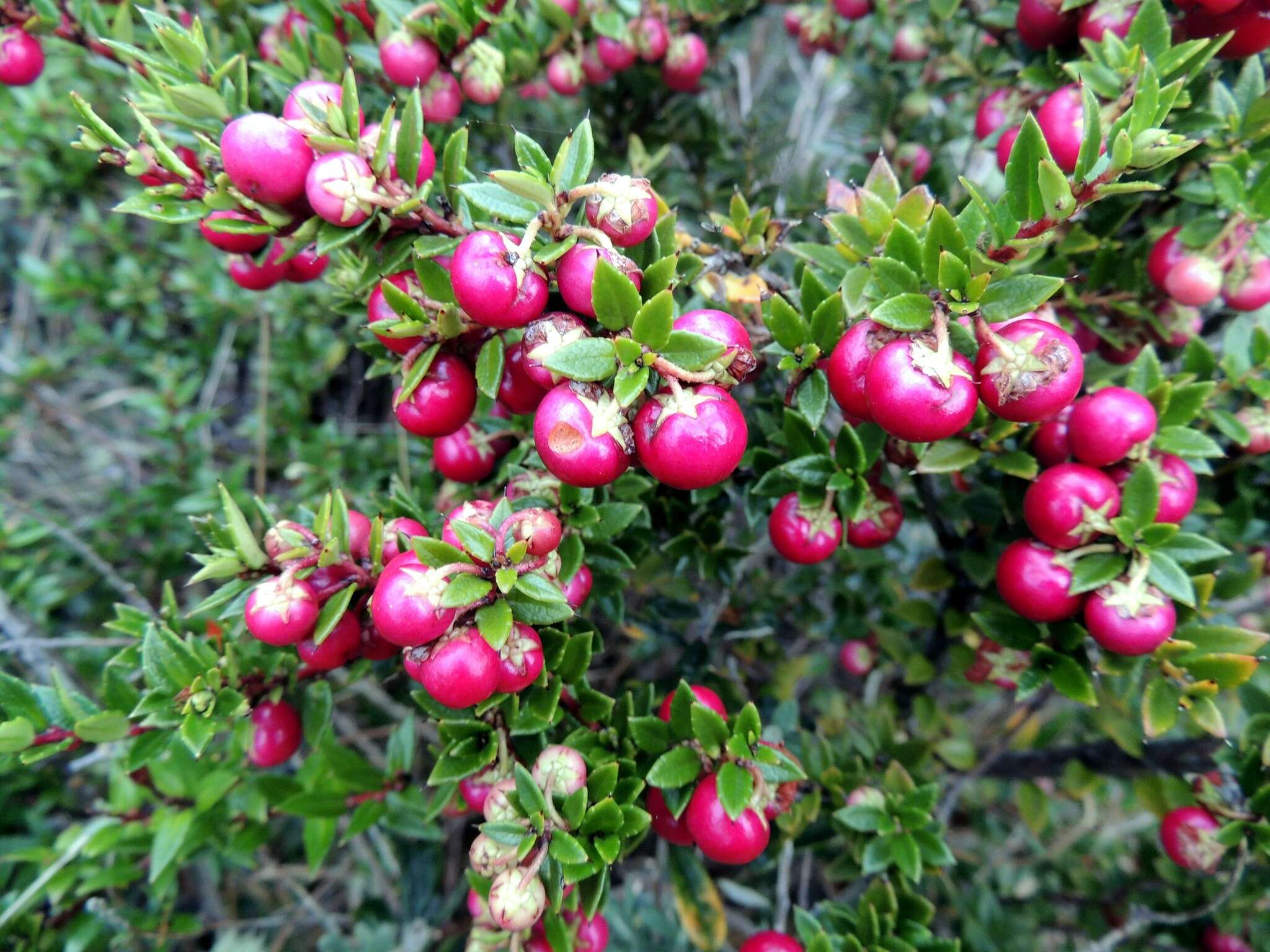 Image of Gaultheria mucronata (L. fil.) E. J. Remy