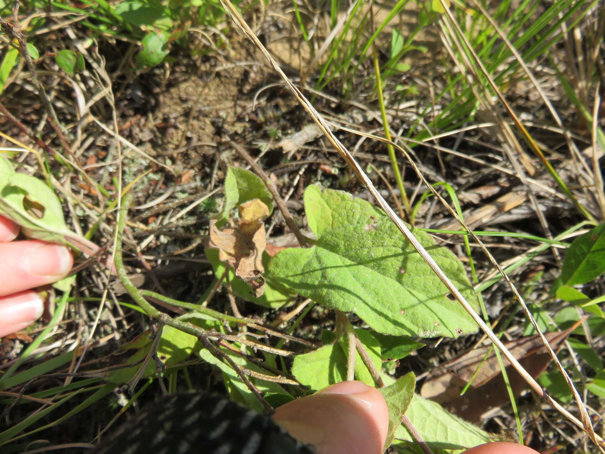 Image of low false bindweed