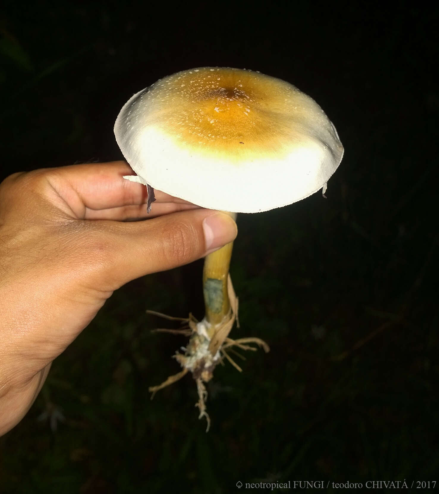 Image de Psilocybe cubensis (Earle) Singer 1948