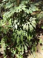 Image of Fatsia polycarpa Hayata