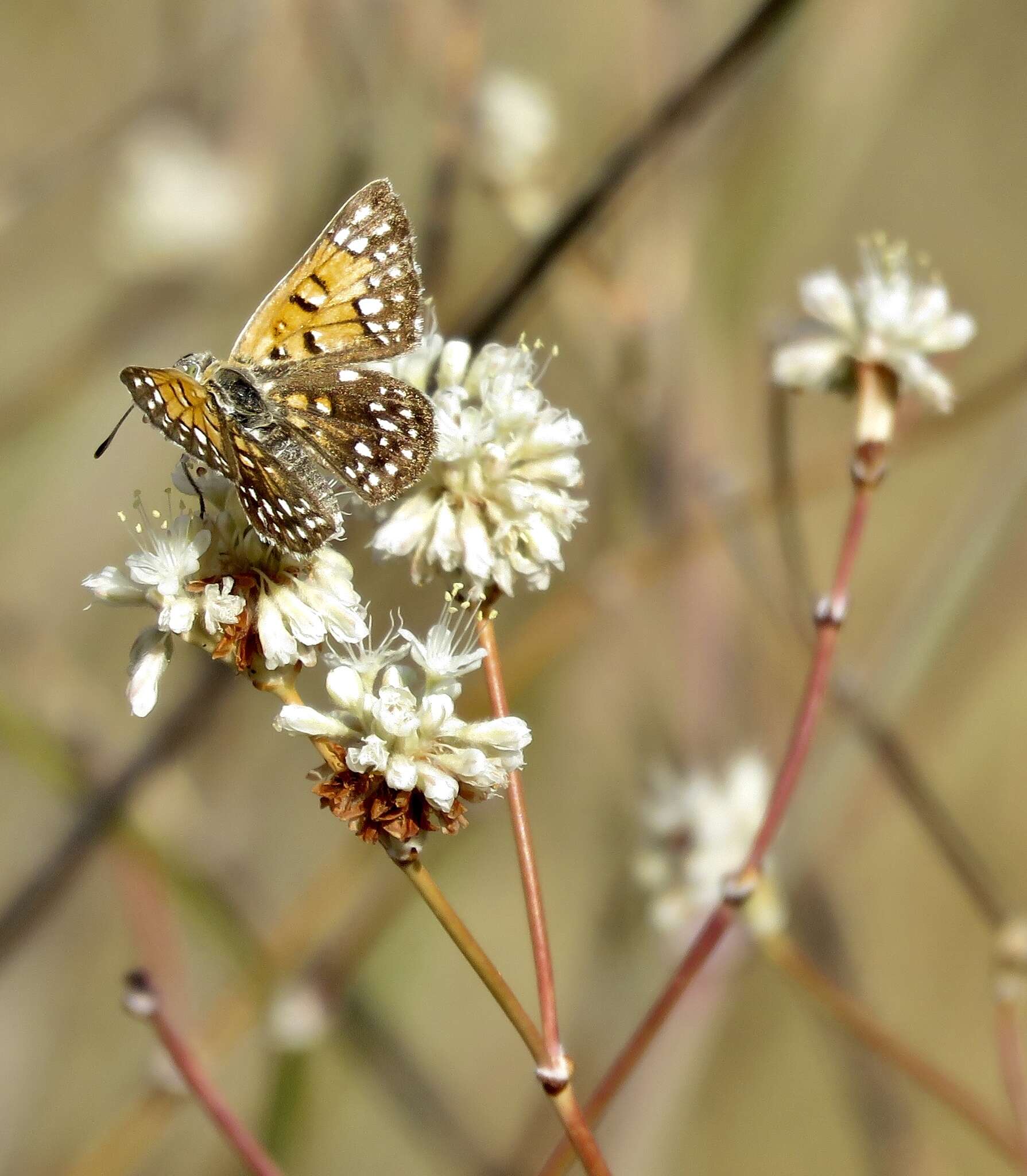 Imagem de Eriogonum nudum var. psychicola Reveal