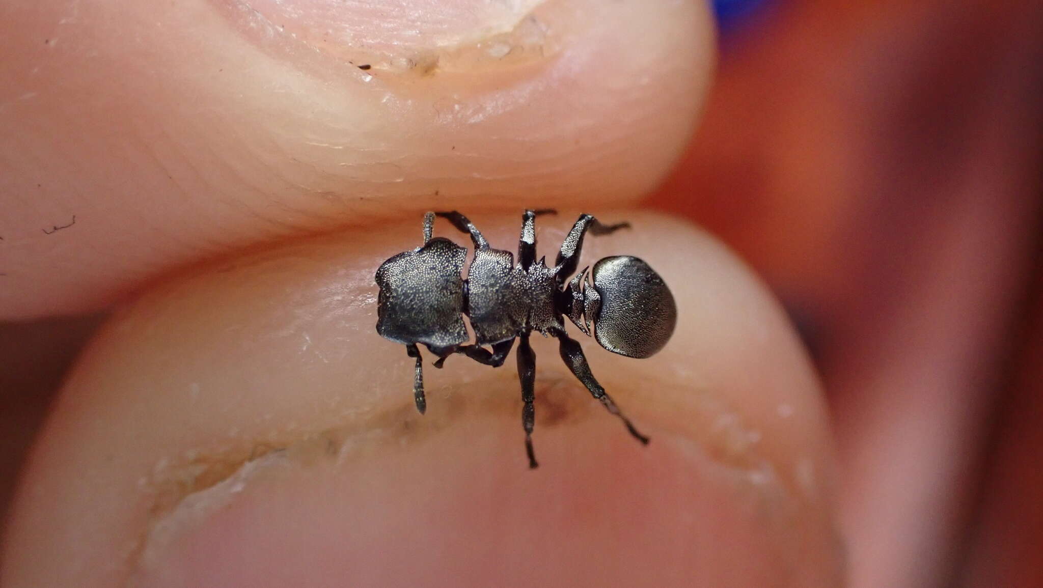 Image of Cephalotes basalis (Smith 1876)