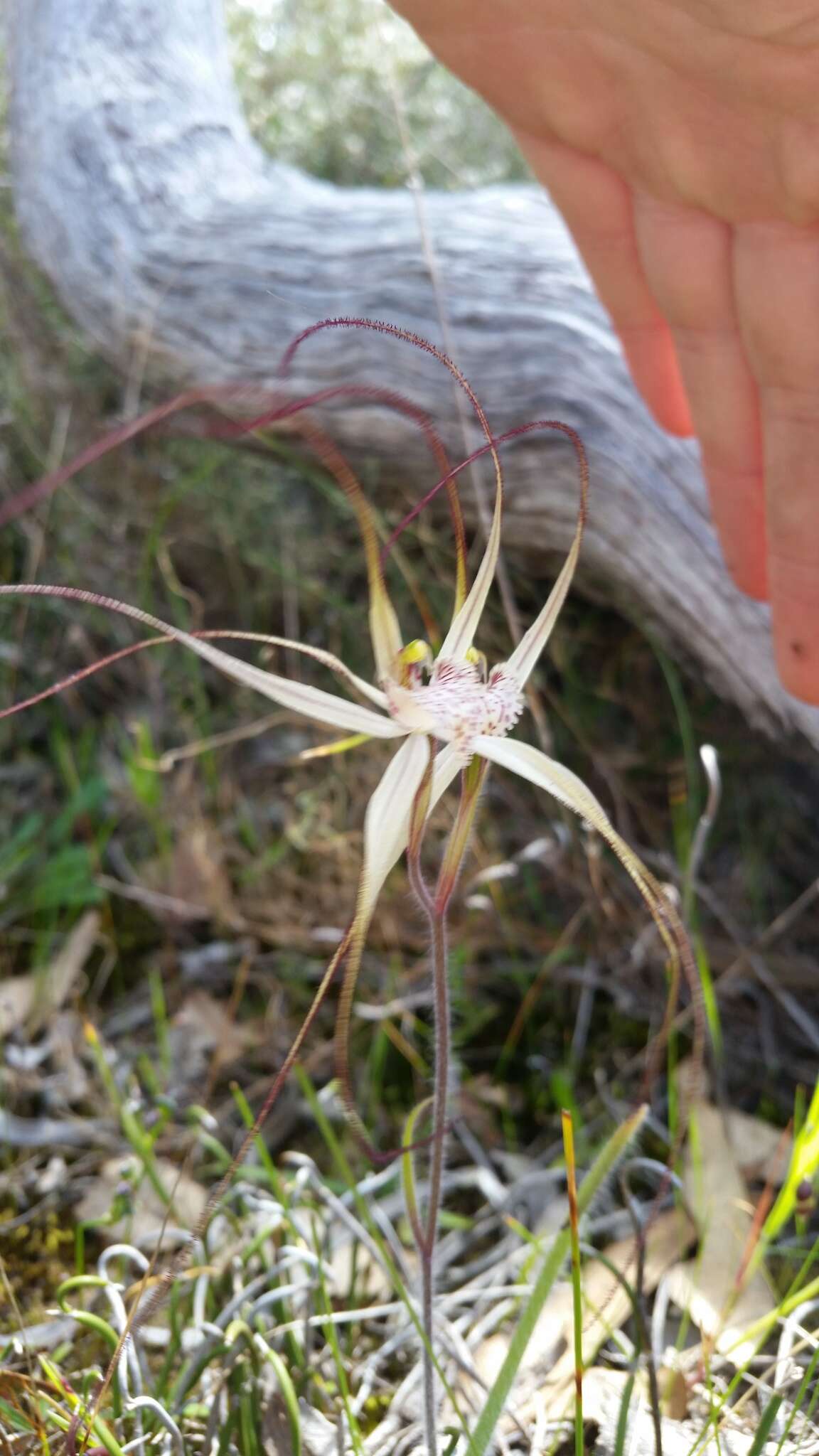 Image of Joseph's spider orchid