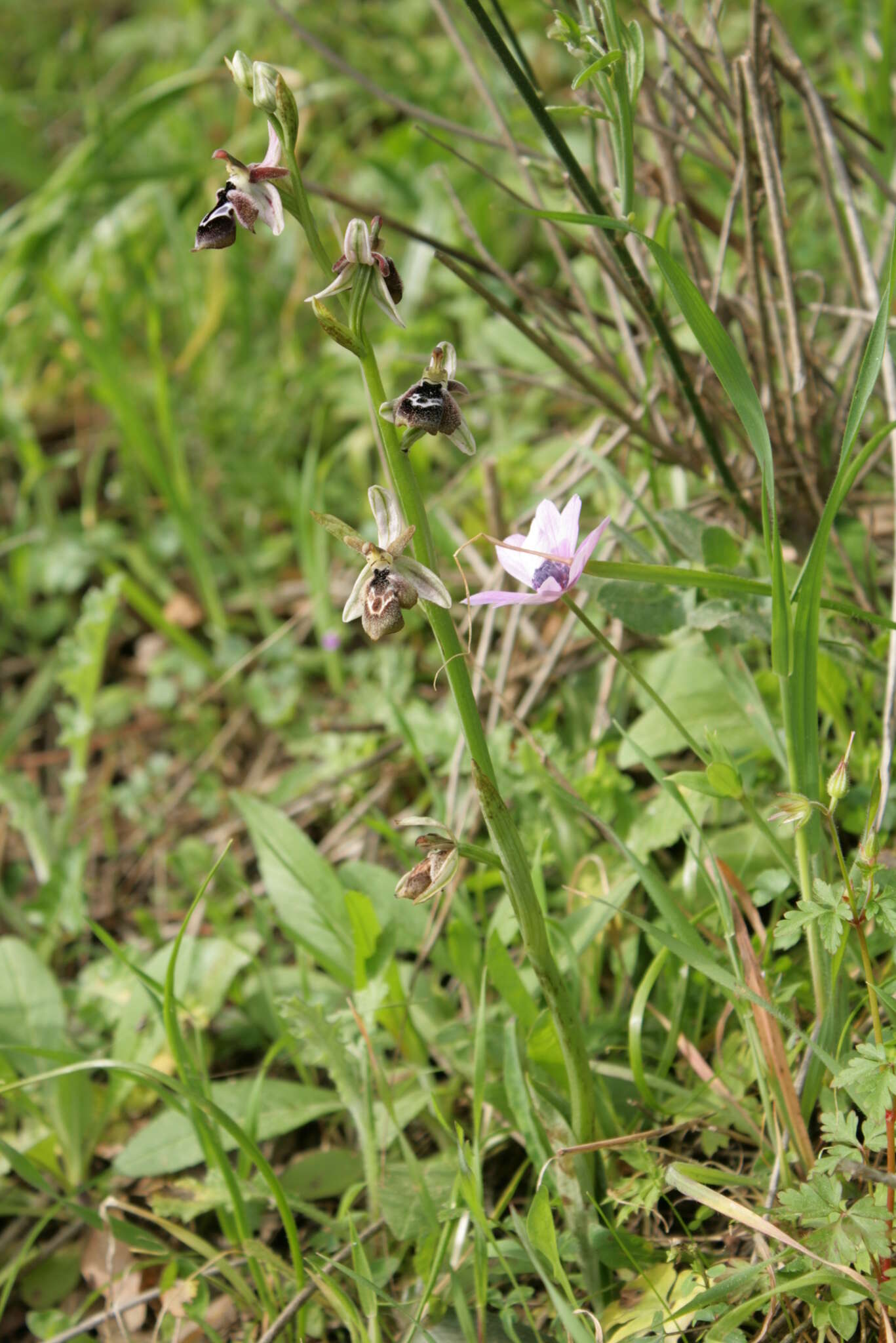 Слика од Ophrys reinholdii subsp. reinholdii