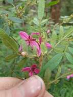 Image of Soft Boronia