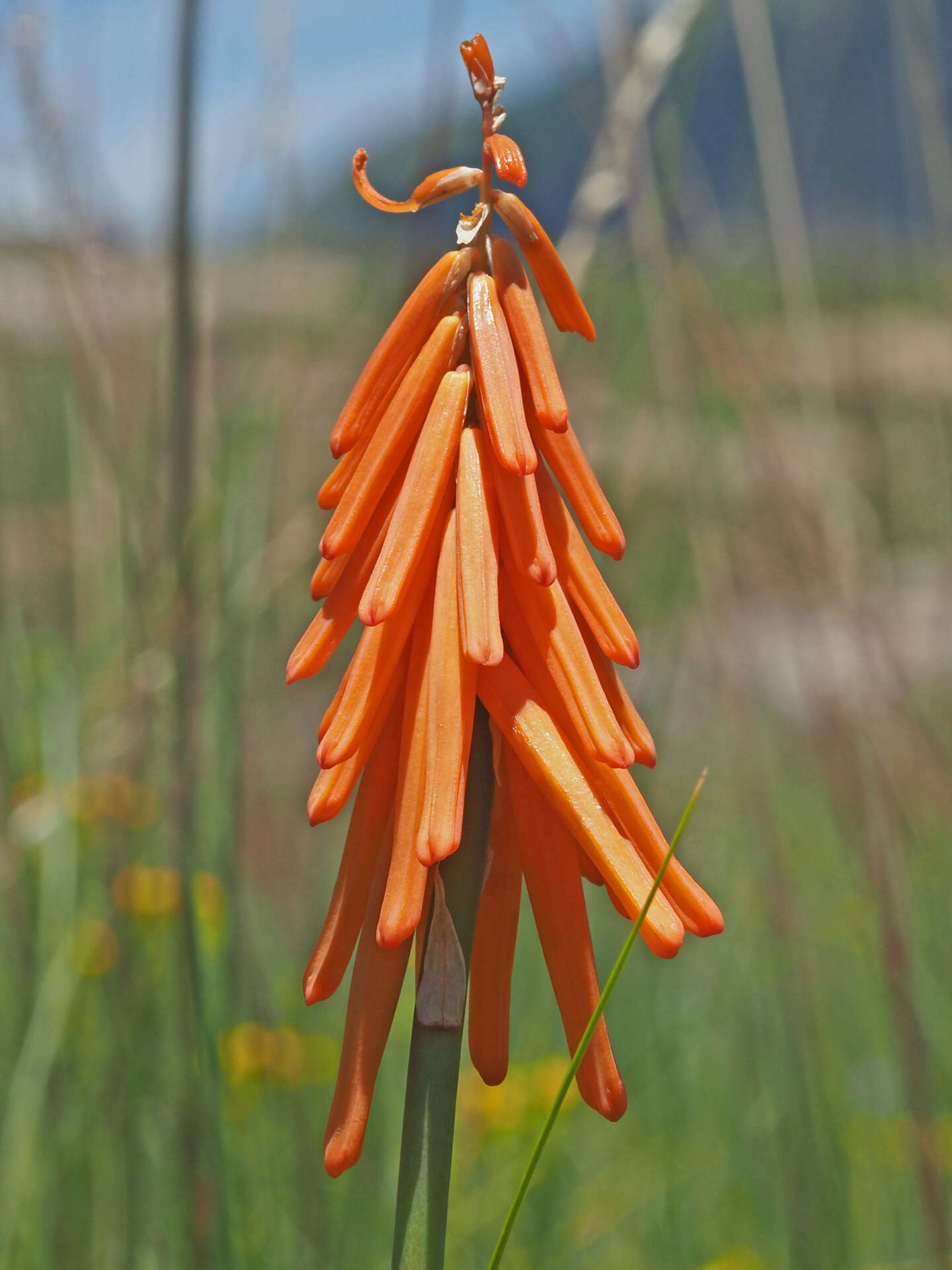 Image de Kniphofia triangularis Kunth