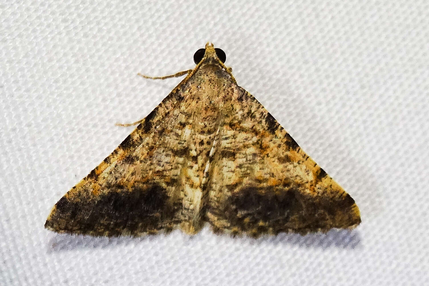 Image of Creosote Moth