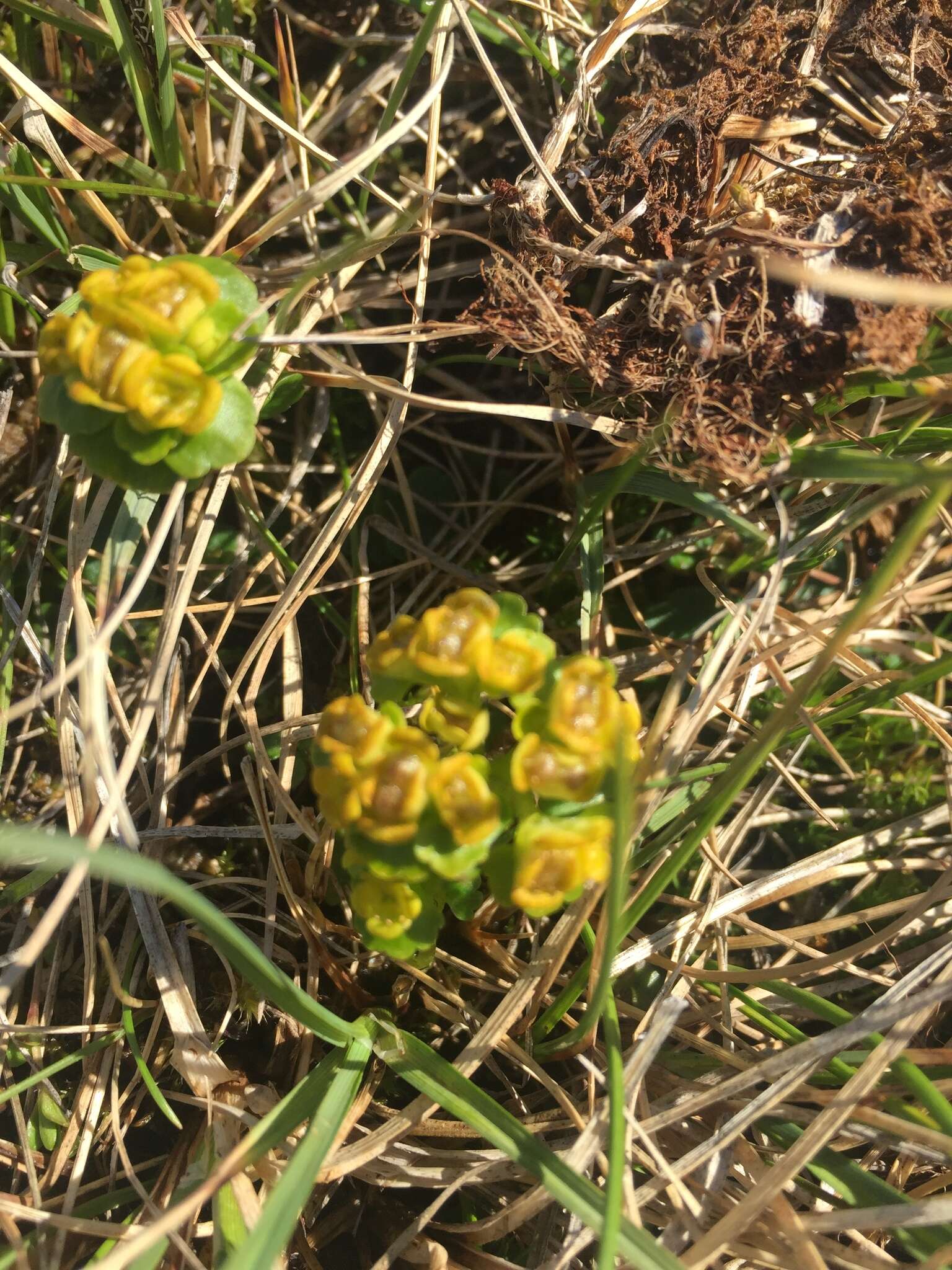 Chrysosplenium alternifolium var. sibiricum Ser.的圖片