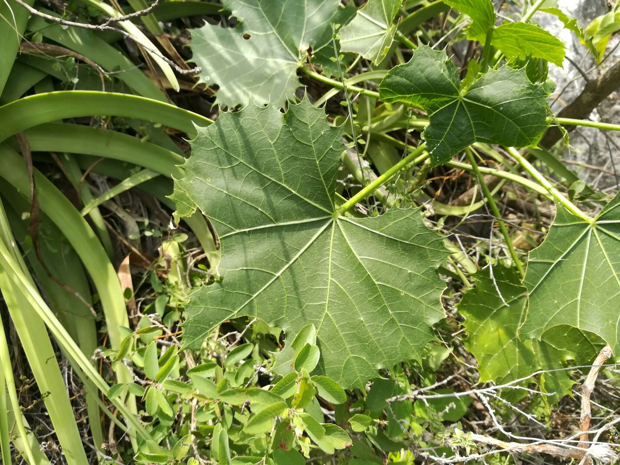 Image of Cnidoscolus rotundifolius (Müll. Arg.) McVaugh