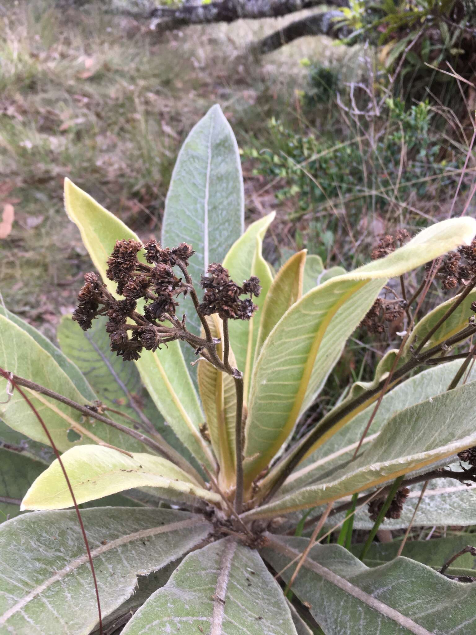 Image of Espeletiopsis garciae (Cuatrec.) Cuatrec.