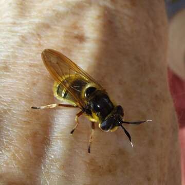 Image of Golden hoverfly