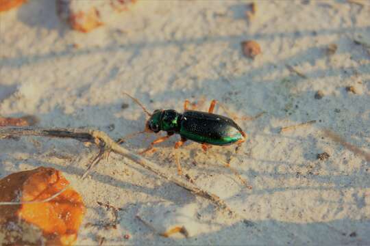 Image of Tetracha (Tetracha) virginica (Linnaeus 1767)