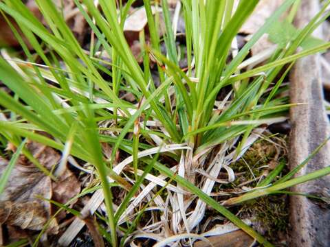 Image of Peck's sedge