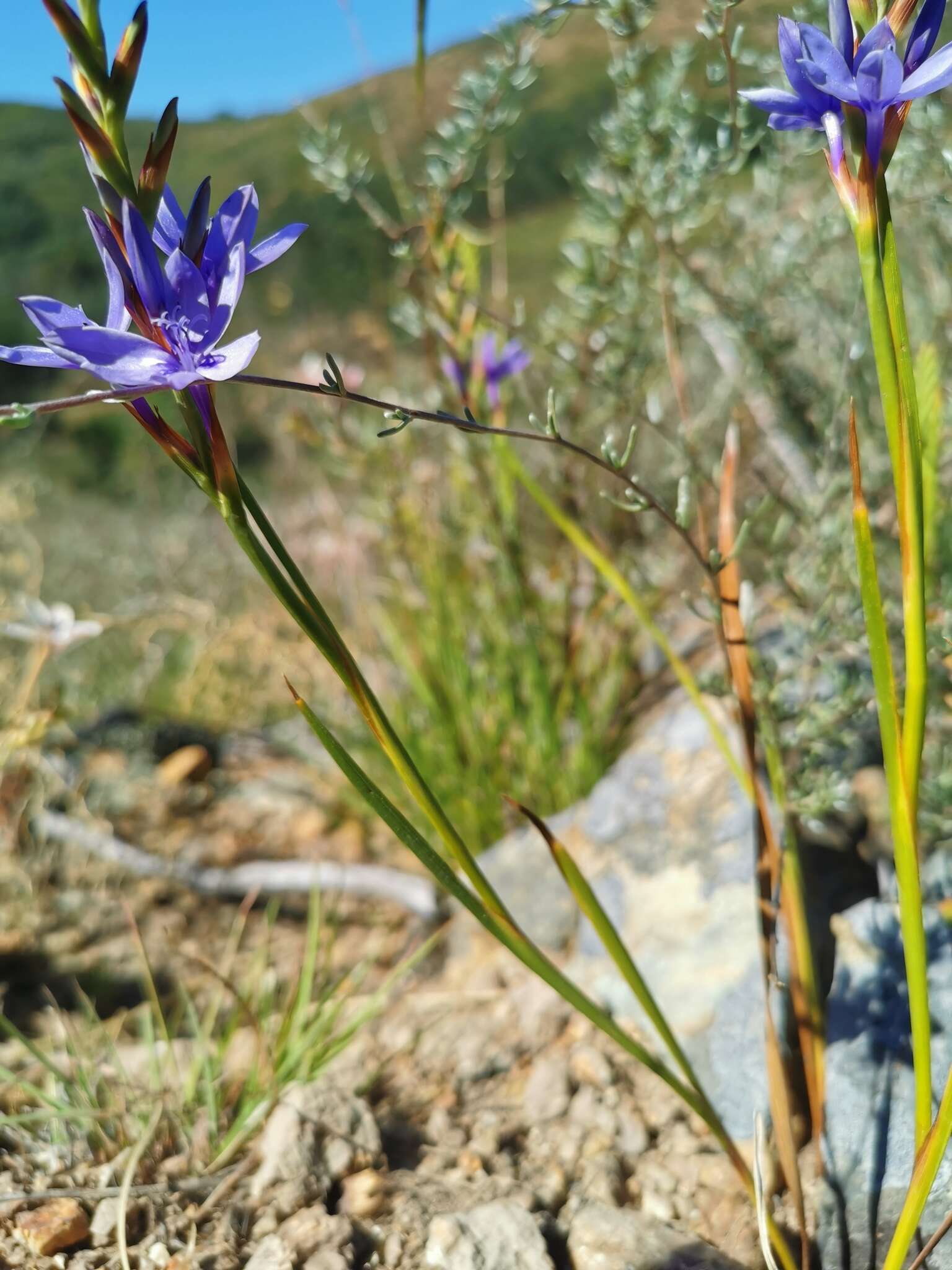 Image of Thereianthus spicatus (L.) G. J. Lewis