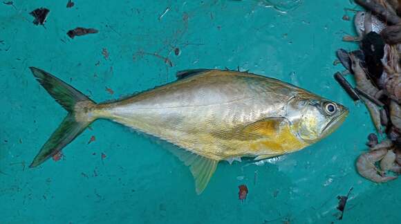 Image of Bigmouth leatherjacket