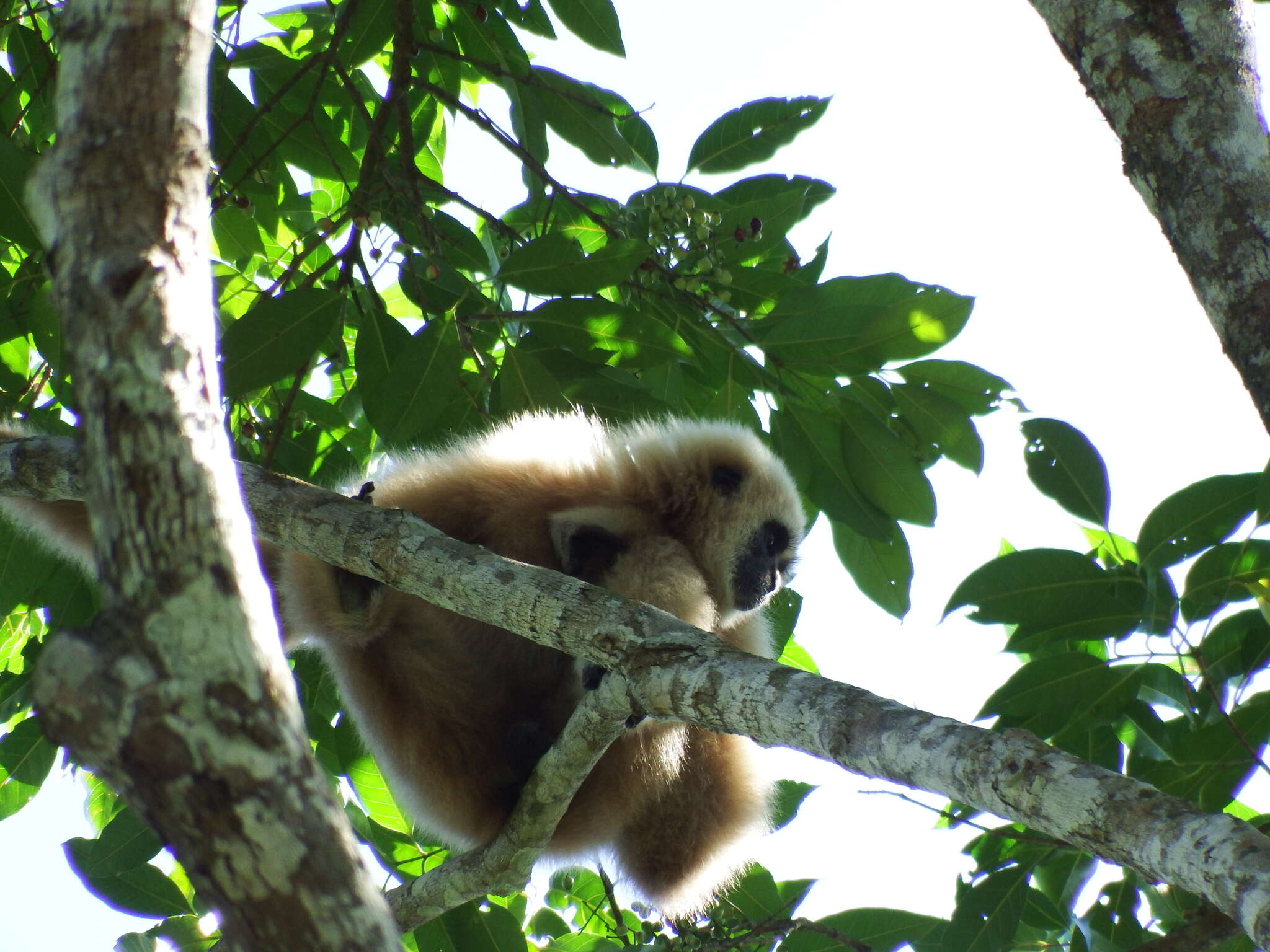 Image of White-handed Gibbon