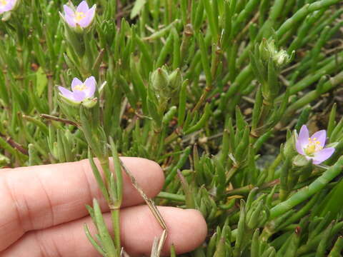 Plancia ëd Spergularia rubra (L.) J. Presl & C. Presl