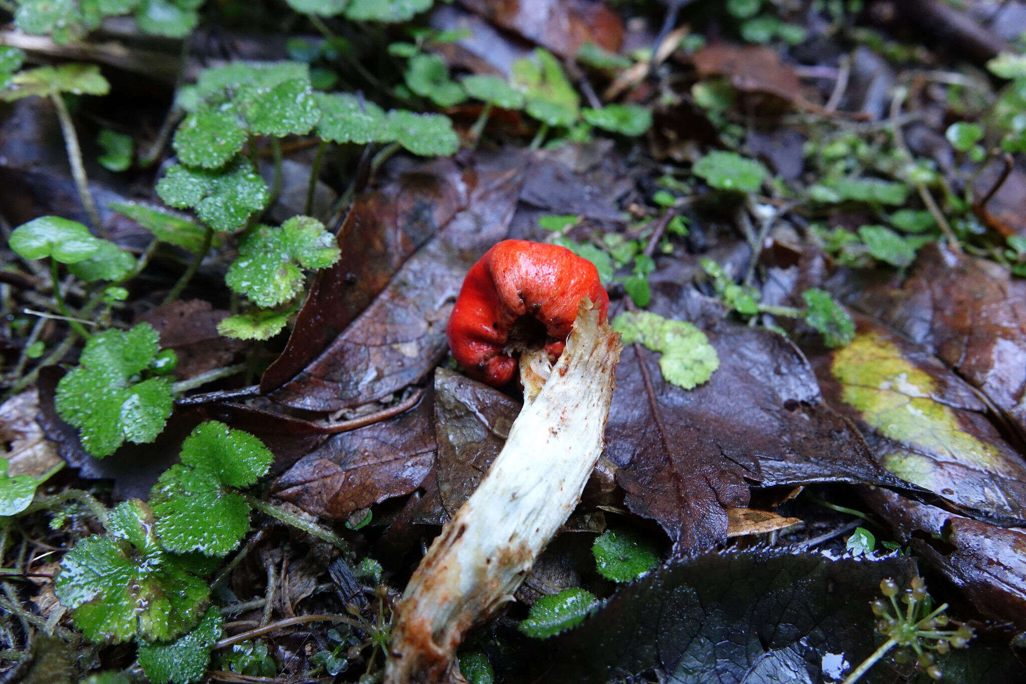 Sivun Leratiomyces erythrocephalus (Tul. & C. Tul.) Beever & D. C. Park 2008 kuva