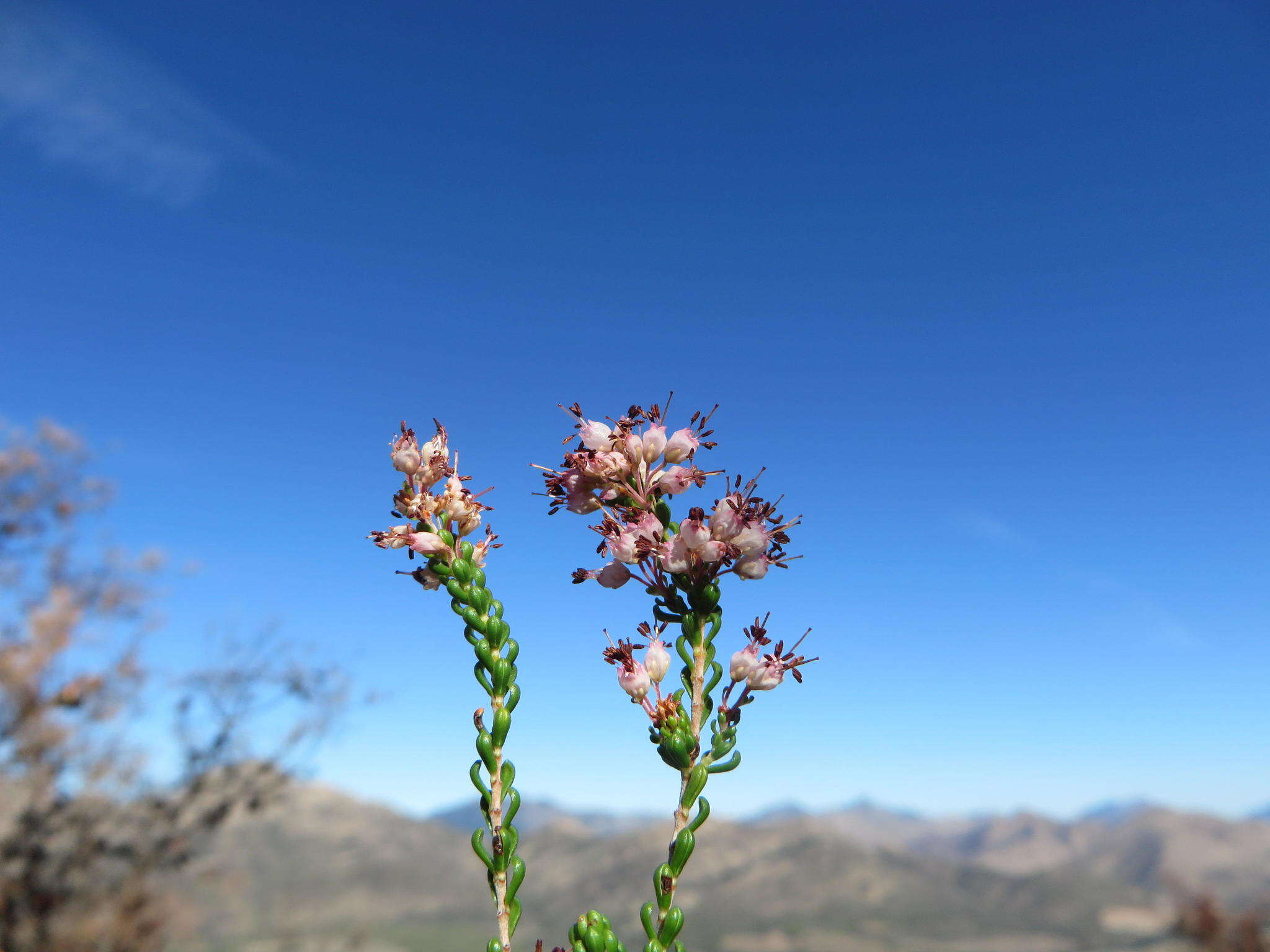 Image of Erica demissa var. demissa