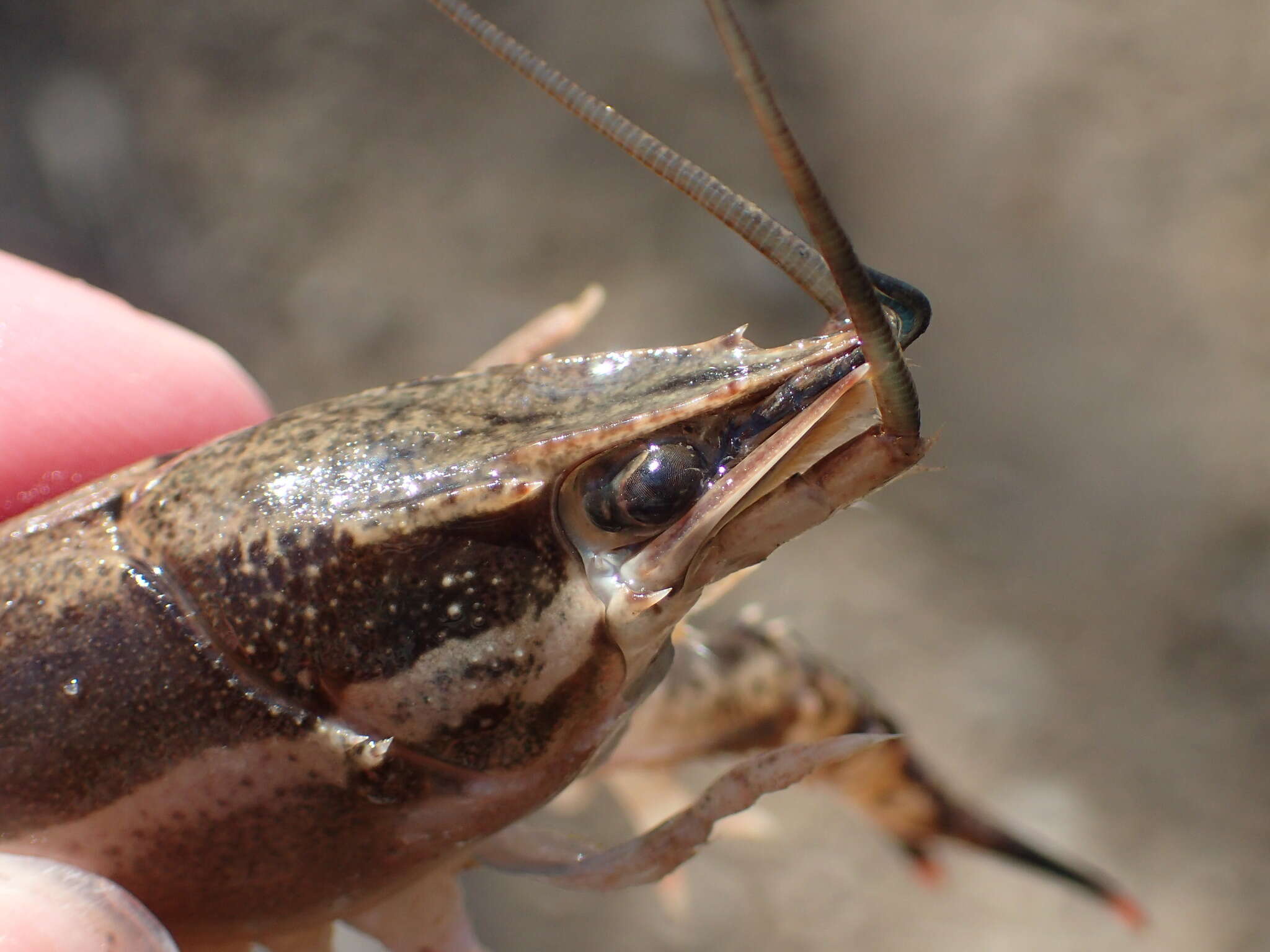 Image of Procambarus ouachitae Penn 1956