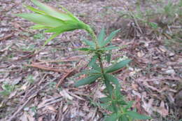 Sivun Leucopogon verticillatus R. Br. kuva