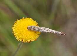 Image of Lepidoscia arctiella Walker 1869