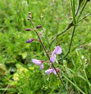 Image of Silverleaf Desmodium