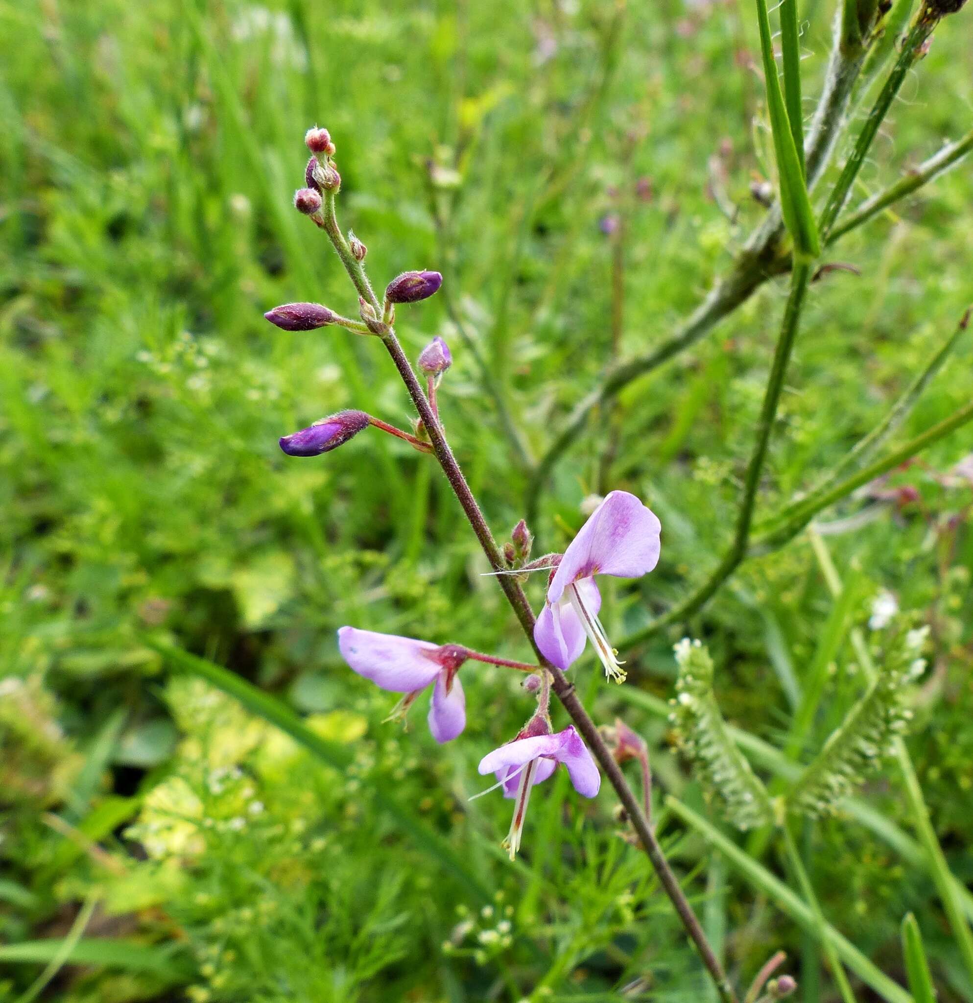 Image of Silverleaf Desmodium