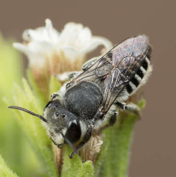 Image of Megachile pusilla Pérez 1884