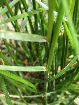 Image of Tufted Hair-grass