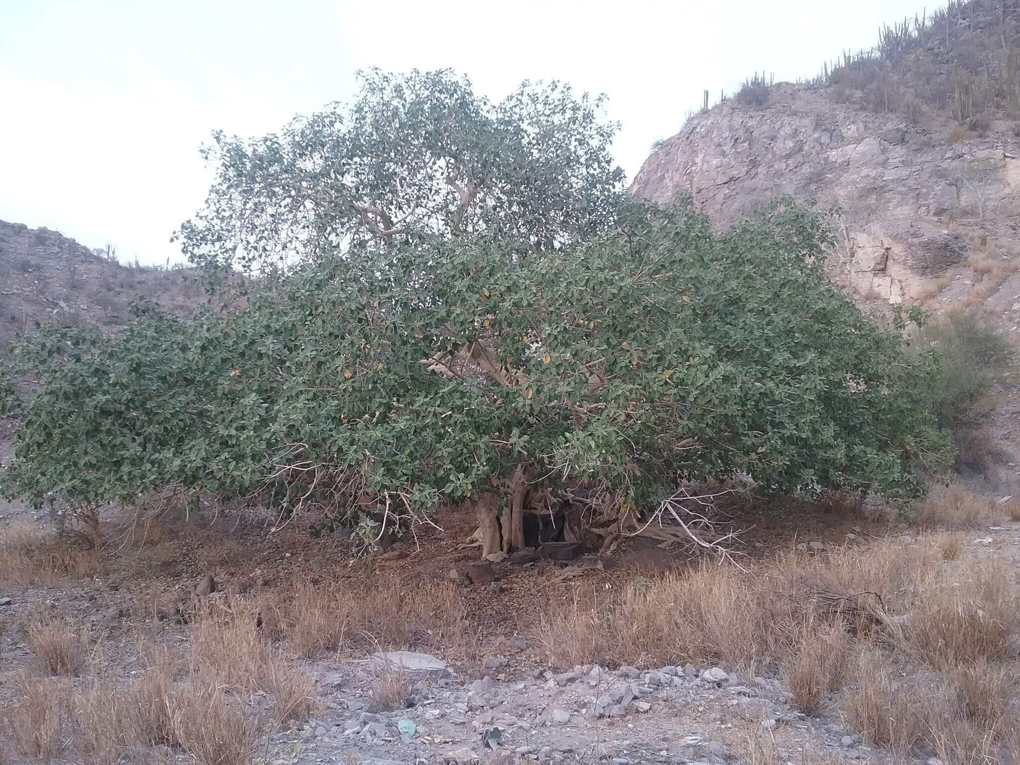 Image of Ficus petiolaris subsp. palmeri (S. Watson) Felger